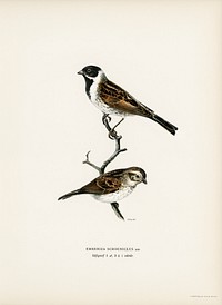 Reed bunting ♀ ♂ (EMBERIZA SCHOENICLUS) illustrated by the von Wright brothers. Digitally enhanced from our own 1929 folio version of Svenska F&aring;glar Efter Naturen Och Pa Sten Ritade.