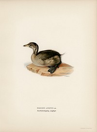 Young horned grebe (PODICEPS AURITUS) illustrated by <a href="https://www.rawpixel.com/search/the%20von%20Wright%20brothers?">the von Wright brothers</a>. Digitally enhanced from our own 1929 folio version of Svenska F&aring;glar Efter Naturen Och Pa Sten Ritade.