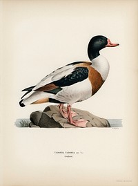 Shelduck (TADORNA TADORNA) illustrated by the von Wright brothers. Digitally enhanced from our own 1929 folio version of Svenska F&aring;glar Efter Naturen Och Pa Sten Ritade.