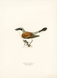 Red-backed Shrike male (Lanius collurio) illustrated by <a href="https://www.rawpixel.com/search/the%20von%20Wright%20brothers?">the von Wright brothers.</a> Digitally enhanced from our own 1929 folio version of Svenska F&aring;glar Efter Naturen Och Pa Sten Ritade.