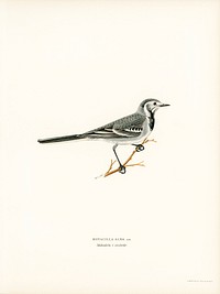 Pied Wagtail (Motacilla alba) illustrated by <a href="https://www.rawpixel.com/search/the%20von%20Wright%20brothers?">the von Wright brothers</a>. Digitally enhanced from our own 1929 folio version of Svenska F&aring;glar Efter Naturen Och Pa Sten Ritade.