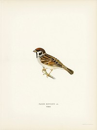 Eurasian Tree Sparrow, Tree Sparrow (Passer montanus) illustrated by <a href="https://www.rawpixel.com/search/the%20von%20Wright%20brothers?">the von Wright brothers</a>. Digitally enhanced from our own 1929 folio version of Svenska F&aring;glar Efter Naturen Och Pa Sten Ritade.
