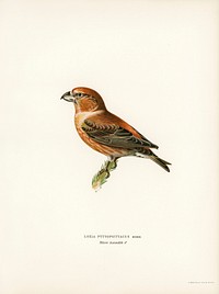 Parrot Crossbill ♂ (Loxia pytyopsittacus) illustrated by <a href="https://www.rawpixel.com/search/the%20von%20Wright%20brothers?">the von Wright brothers</a>. Digitally enhanced from our own 1929 folio version of Svenska F&aring;glar Efter Naturen Och Pa Sten Ritade.