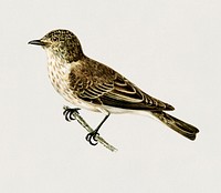 Spotted flycatcher (Muscicapa ficedula) illustrated by <a href="https://www.rawpixel.com/search/the%20von%20Wright%20brothers?">the von Wright brothers</a>. Digitally enhanced from our own 1929 folio version of Svenska F&aring;glar Efter Naturen Och Pa Sten Ritade.