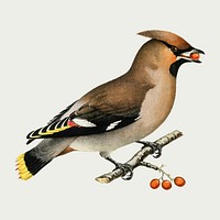 Bohemian waxwing bird vector vintage drawing