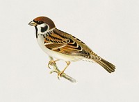 Eurasian Tree Sparrow, Tree Sparrow (Passer montanus) illustrated by <a href="https://www.rawpixel.com/search/the%20von%20Wright%20brothers?">the von Wright brothers</a>. Digitally enhanced from our own 1929 folio version of Svenska F&aring;glar Efter Naturen Och Pa Sten Ritade.