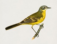 Western yellow wagtail (Motacilla [budytes] flava) illustrated by <a href="https://www.rawpixel.com/search/the%20von%20Wright%20brothers?">the von Wright brothers</a>. Digitally enhanced from our own 1929 folio version of Svenska F&aring;glar Efter Naturen Och Pa Sten Ritade.