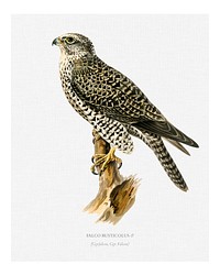 Gyrfalcon male (Falco rusticolus) illustration wall art print and poster.