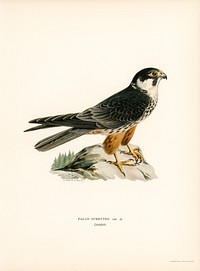 Eurasian Hobby (Falco subbuteo) illustrated by <a href="https://www.rawpixel.com/search/the%20von%20Wright%20brothers?">the von Wright brothers</a>. Digitally enhanced from our own 1929 folio version of Svenska F&aring;glar Efter Naturen Och Pa Sten Ritade.
