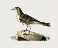 Water pipi (ANTHUS SPINOLETTA RUPESTRIS) illustrated by <a href="https://www.rawpixel.com/search/the%20von%20Wright%20brothers?">the von Wright brothers.</a> Digitally enhanced from our own 1929 folio version of Svenska F&aring;glar Efter Naturen Och Pa Sten Ritade.