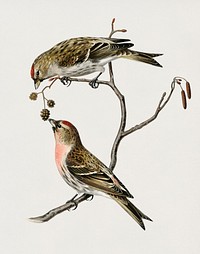 common linnet (Acanthis linaria) illustrated by<a href="https://www.rawpixel.com/search/the%20von%20Wright%20brothers?"> the von Wright brothers</a>. Digitally enhanced from our own 1929 folio version of Svenska F&aring;glar Efter Naturen Och Pa Sten Ritade.