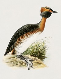 Horned grebe-in spring (Podiceps auritus) illustrated by <a href="https://www.rawpixel.com/search/the%20von%20Wright%20brothers?">the von Wright brothers</a>. Digitally enhanced from our own 1929 folio version of Svenska F&aring;glar Efter Naturen Och Pa Sten Ritade.