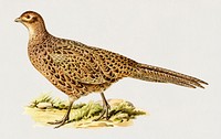 Pheasant (Phasianus Colchicus) illustrated by<a href="https://www.rawpixel.com/search/the%20von%20Wright%20brothers?"> the von Wright brothers.</a> Digitally enhanced from our own 1929 folio version of Svenska F&aring;glar Efter Naturen Och Pa Sten Ritade.