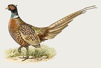 Red-necked pheasant bird vector vintage drawing