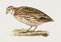 Common quail (Coturnix coturnix) illustrated by <a href="https://www.rawpixel.com/search/the%20von%20Wright%20brothers?">the von Wright brothers.</a> Digitally enhanced from our own 1929 folio version of Svenska F&aring;glar Efter Naturen Och Pa Sten Ritade.