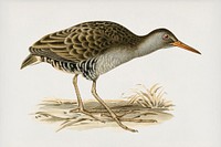 Water rail (Rallus aquaticus) illustrated by <a href="https://www.rawpixel.com/search/the%20von%20Wright%20brothers?">the von Wright brothers</a>. Digitally enhanced from our own 1929 folio version of Svenska F&aring;glar Efter Naturen Och Pa Sten Ritade.