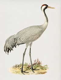 Common Crane (Grus Grus) illustrated by <a href="https://www.rawpixel.com/search/the%20von%20Wright%20brothers?">the von Wright brothers</a>. Digitally enhanced from our own 1929 folio version of Svenska F&aring;glar Efter Naturen Och Pa Sten Ritade.