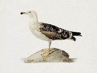 Great black-backed gull (LARUS MARINUS) illustrated by <a href="https://www.rawpixel.com/search/the%20von%20Wright%20brothers?">the von Wright brothers</a>. Digitally enhanced from our own 1929 folio version of Svenska F&aring;glar Efter Naturen Och Pa Sten Ritade.