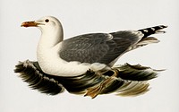 European herring gull (Larus Argentatus) illustrated by <a href="https://www.rawpixel.com/search/the%20von%20Wright%20brothers?">the von Wright brothers</a>. Digitally enhanced from our own 1929 folio version of Svenska F&aring;glar Efter Naturen Och Pa Sten Ritade.