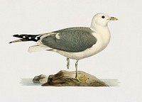 Common gull (larus canu) illustrated by <a href="https://www.rawpixel.com/search/the%20von%20Wright%20brothers?">the von Wright brothers</a>. Digitally enhanced from our own 1929 folio version of Svenska F&aring;glar Efter Naturen Och Pa Sten Ritade.