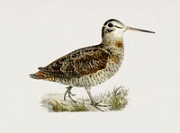 Eurasian woodcock (Scolopax rusticola) illustrated by <a href="https://www.rawpixel.com/search/the%20von%20Wright%20brothers?">the von Wright brothers</a>. Digitally enhanced from our own 1929 folio version of Svenska F&aring;glar Efter Naturen Och Pa Sten Ritade.