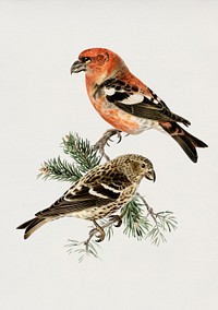 Two-barred crossbill (Loxia leucoptera bifasciata) illustrated by <a href="https://www.rawpixel.com/search/the%20von%20Wright%20brothers?">the von Wright brothers</a>. Digitally enhanced from our own 1929 folio version of Svenska F&aring;glar Efter Naturen Och Pa Sten Ritade.