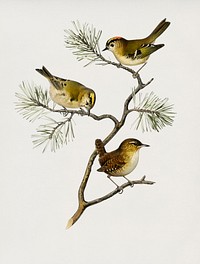 Eurasian wren (Nannus troglodytes) - Goldcrest (Regulus regulus) illustrated by <a href="https://www.rawpixel.com/search/the%20von%20Wright%20brothers?">the von Wright brothers</a>. Digitally enhanced from our own 1929 folio version of Svenska F&aring;glar Efter Naturen Och Pa Sten Ritade.