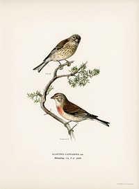Common linnet (Acanthis cannabina) illustrated by <a href="https://www.rawpixel.com/search/the%20von%20Wright%20brothers?">the von Wright brothers</a>. Digitally enhanced from our own 1929 folio version of Svenska F&aring;glar Efter Naturen Och Pa Sten Ritade.