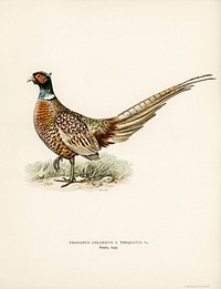 Ring-necked Pheasant (phasianus colchicus torquatus) illustrated by t<a href="https://www.rawpixel.com/search/the%20von%20Wright%20brothers?">he von Wright brothers</a>. Digitally enhanced from our own 1929 folio version of Svenska F&aring;glar Efter Naturen Och Pa Sten Ritade.