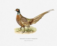 Ring-necked Pheasant (phasianus colchicus torquatus) illustrated by t<a href="https://www.rawpixel.com/search/the%20von%20Wright%20brothers?">he von Wright brothers</a>. Digitally enhanced from our own 1929 folio version of Svenska F&aring;glar Efter Naturen Och Pa Sten Ritade.