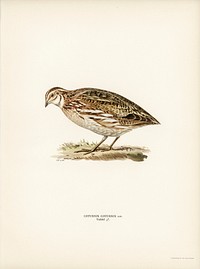 Common quail (Coturnix coturnix) illustrated by the von Wright brothers. Digitally enhanced from our own 1929 folio version of Svenska F&aring;glar Efter Naturen Och Pa Sten Ritade.