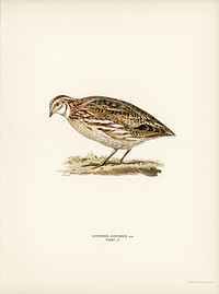 Common quail (Coturnix coturnix) illustrated by the von Wright brothers. Digitally enhanced from our own 1929 folio version of Svenska Fåglar Efter Naturen Och Pa Sten Ritade.