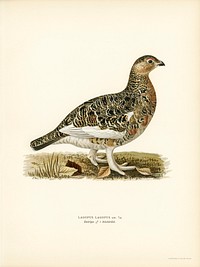 Willow ptarmigan male (Lagopus lagopus) illustrated by<a href="https://www.rawpixel.com/search/the%20von%20Wright%20brothers?"> the von Wright brothers.</a> Digitally enhanced from our own 1929 folio version of Svenska F&aring;glar Efter Naturen Och Pa Sten Ritade.