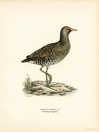 Water rail (Rallus Aquaticus) illustrated by <a href="https://www.rawpixel.com/search/the%20von%20Wright%20brothers?">the von Wright brothers</a>. Digitally enhanced from our own 1929 folio version of Svenska F&aring;glar Efter Naturen Och Pa Sten Ritade.