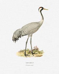Common Crane (Grus Grus) illustrated by <a href="https://www.rawpixel.com/search/the%20von%20Wright%20brothers?">the von Wright brothers</a>. Digitally enhanced from our own 1929 folio version of Svenska F&aring;glar Efter Naturen Och Pa Sten Ritade.