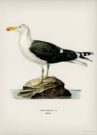 Great black-backed gull (Larus Marinus) illustrated by <a href="https://www.rawpixel.com/search/the%20von%20Wright%20brothers?">the von Wright brothers</a>. Digitally enhanced from our own 1929 folio version of Svenska F&aring;glar Efter Naturen Och Pa Sten Ritade.