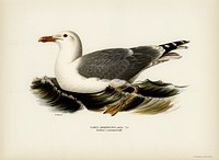 European herring gull (Larus Argentatus) illustrated by the von Wright brothers. Digitally enhanced from our own 1929 folio version of Svenska F&aring;glar Efter Naturen Och Pa Sten Ritade.