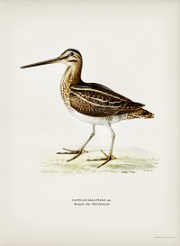 Common snipe (capella gallinago) illustrated by <a href="https://www.rawpixel.com/search/the%20von%20Wright%20brothers?">the von Wright brothers</a>. Digitally enhanced from our own 1929 folio version of Svenska F&aring;glar Efter Naturen Och Pa Sten Ritade.
