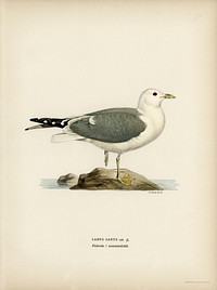 Common gull (larus canu) illustrated by <a href="https://www.rawpixel.com/search/the%20von%20Wright%20brothers?">the von Wright brothers</a>. Digitally enhanced from our own 1929 folio version of Svenska F&aring;glar Efter Naturen Och Pa Sten Ritade.