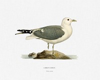 Common gull (larus canu) illustrated by <a href="https://www.rawpixel.com/search/the%20von%20Wright%20brothers?">the von Wright brothers</a>. Digitally enhanced from our own 1929 folio version of Svenska F&aring;glar Efter Naturen Och Pa Sten Ritade.