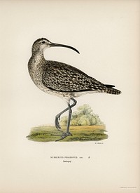 Whimbrel (Numenius phaeopus) illustrated by <a href="https://www.rawpixel.com/search/the%20von%20Wright%20brothers?">the von Wright brothers.</a> Digitally enhanced from our own 1929 folio version of Svenska F&aring;glar Efter Naturen Och Pa Sten Ritade.