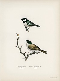 Coal Tit (Parus Ater) and Marsh Tit (Parus Palustris) illustrated by <a href="https://www.rawpixel.com/search/the%20von%20Wright%20brothers?">the von Wright brothers.</a> Digitally enhanced from our own 1929 folio version of Svenska F&aring;glar Efter Naturen Och Pa Sten Ritade.