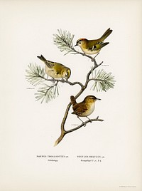 Eurasian wren (Nannus troglodytes) - Goldcrest (Regulus regulus) illustrated by <a href="https://www.rawpixel.com/search/the%20von%20Wright%20brothers?">the von Wright brothers.</a> Digitally enhanced from our own 1929 folio version of Svenska F&aring;glar Efter Naturen Och Pa Sten Ritade.
