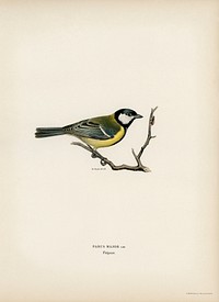 Talgoxe (PARUS MAJOR LIN.) illustrated by <a href="https://www.rawpixel.com/search/the%20von%20Wright%20brothers?">the von Wright brothers</a>. Digitally enhanced from our own 1929 folio version of Svenska F&aring;glar Efter Naturen Och Pa Sten Ritade.