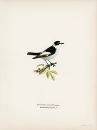 Collared flycatcher (Muscicapa collaris) illustrated by <a href="https://www.rawpixel.com/search/the%20von%20Wright%20brothers?">the von Wright brothers</a>. Digitally enhanced from our own 1929 folio version of Svenska F&aring;glar Efter Naturen Och Pa Sten Ritade.