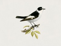 Collared flycatcher (Muscicapa collaris) illustrated by <a href="https://www.rawpixel.com/search/the%20von%20Wright%20brothers?">the von Wright brothers</a>. Digitally enhanced from our own 1929 folio version of Svenska F&aring;glar Efter Naturen Och Pa Sten Ritade.