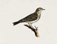 Tree pipit (Anthus trivialis) illustrated by <a href="https://www.rawpixel.com/search/the%20von%20Wright%20brothers?">the von Wright brothers</a>. Digitally enhanced from our own 1929 folio version of Svenska F&aring;glar Efter Naturen Och Pa Sten Ritade.