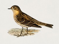 Red-throated pipit (Anthus cervinus bird) illustrated by the von Wright brothers. Digitally enhanced from our own 1929 folio version of Svenska F&aring;glar Efter Naturen Och Pa Sten Ritade.