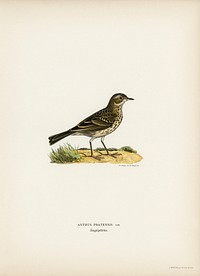 Meadow pipit (Anthus pratensis) illustrated by <a href="https://www.rawpixel.com/search/the%20von%20Wright%20brothers?">the von Wright brothers.</a> Digitally enhanced from our own 1929 folio version of Svenska F&aring;glar Efter Naturen Och Pa Sten Ritade.