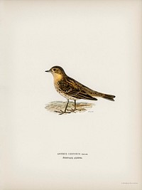 Red-throated pipit (Anthus cervinus bird) illustrated by the von Wright brothers. Digitally enhanced from our own 1929 folio version of Svenska F&aring;glar Efter Naturen Och Pa Sten Ritade.